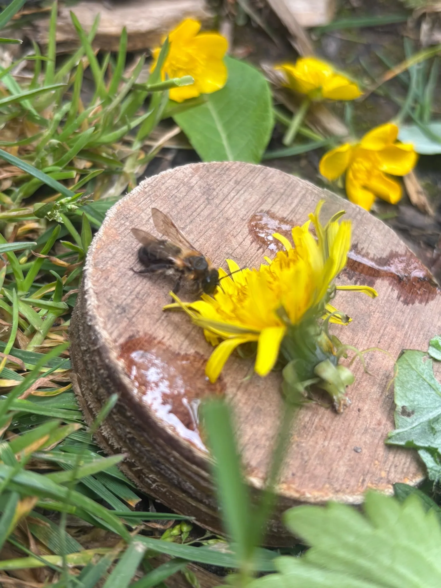 Daffodils beside a tree stump and spring leaves